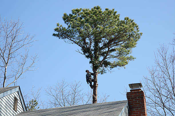 Best Hazardous Tree Removal  in Belle Mead, NJ