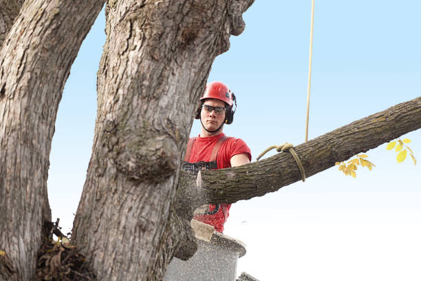 Best Tree Preservation Services  in Belle Mead, NJ